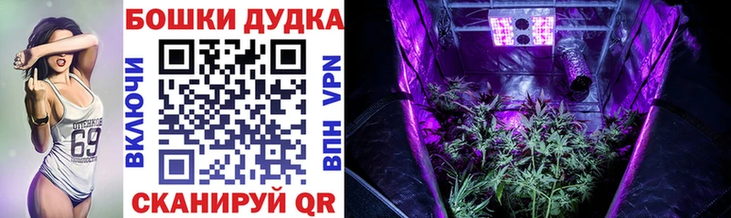 Каннабис индика  Аша 